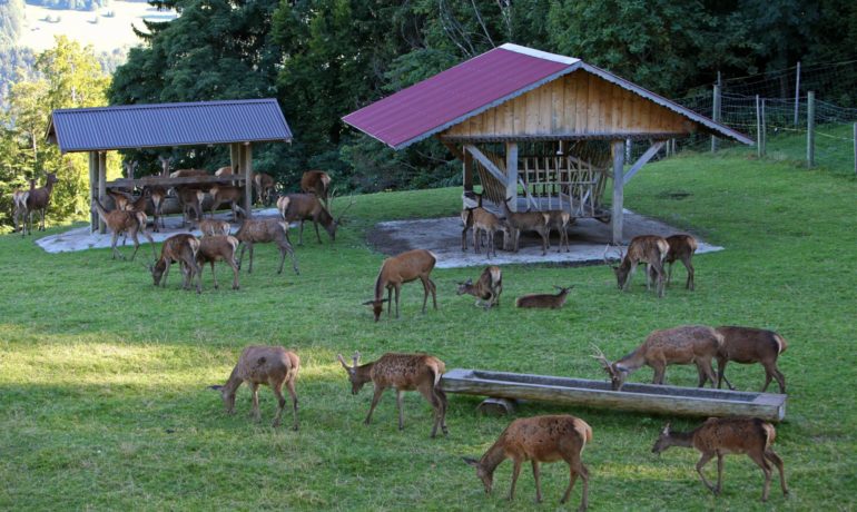 🦌 Parc aux Biches de Leysin