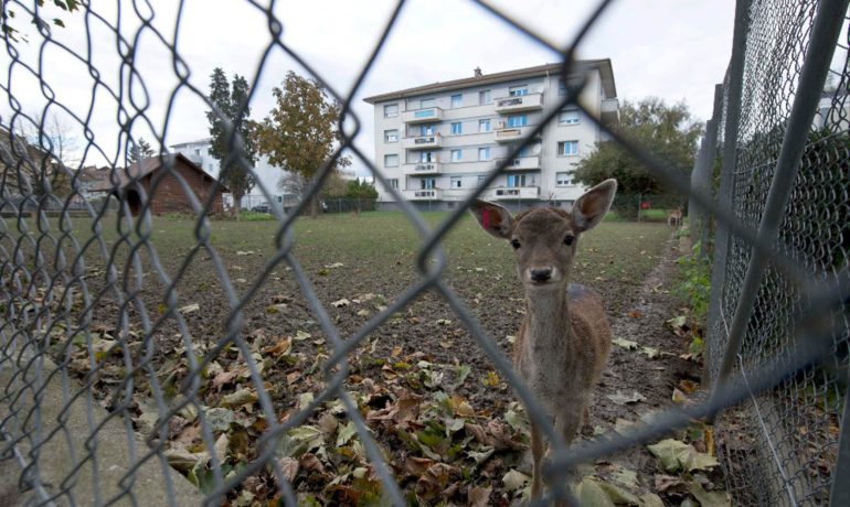 🦌 Parc aux Biches de Moudon