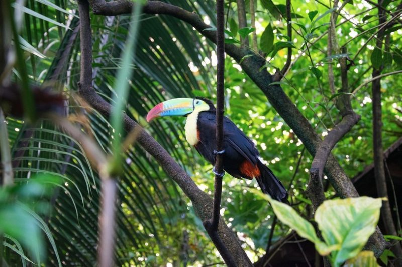 Des toucans