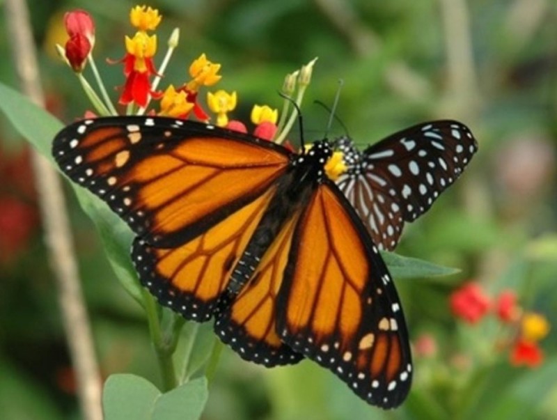 Les papilons sont l'attraction phare du papiliorama.