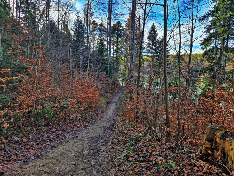 Le parcours dans la forêt après la passerelle.