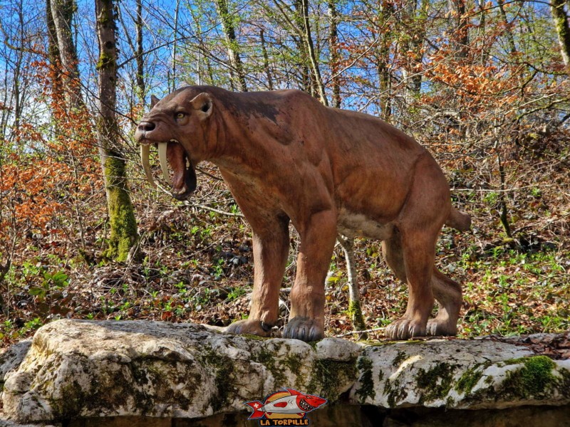 Un mamifère disparu "récemment", le fameux lion à dents de sabre, le smilodon. Préhisto-Parc Réclère.