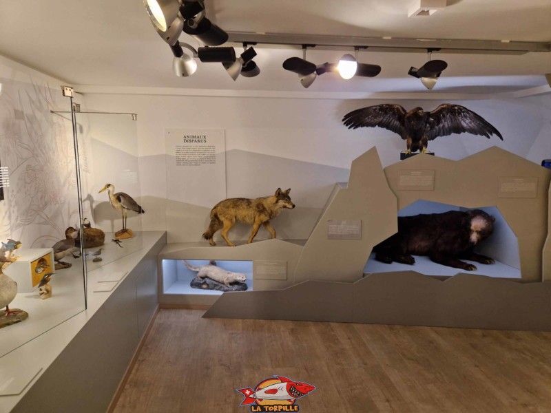 Des animaux empaillés. jurassica museum