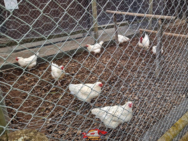 parc animalier de 149121Sauvabelin. Des poules.