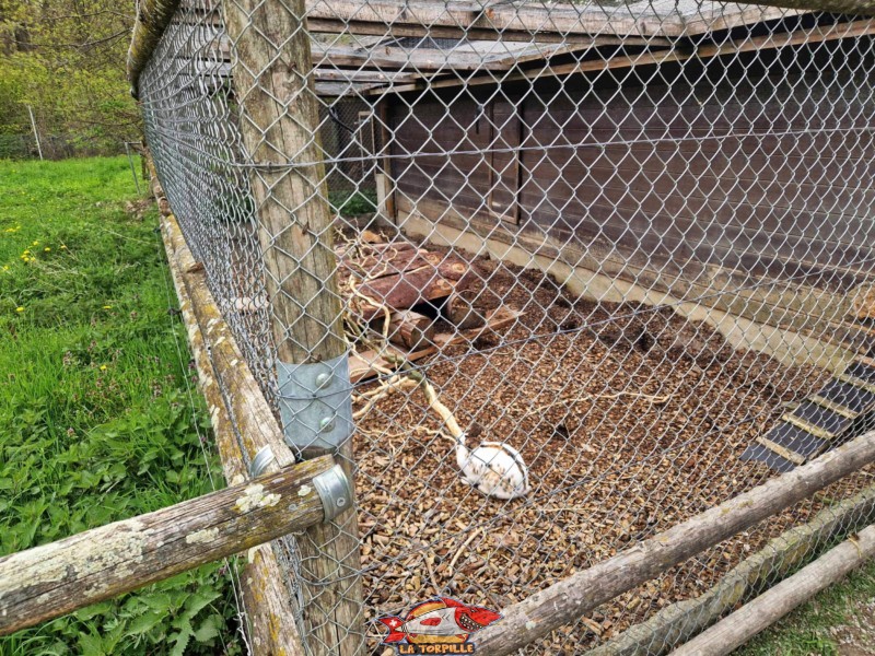 parc animalier de Sauvabelin. Des lapins.