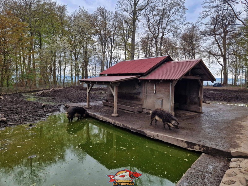 parc animalier de Sauvabelin. Les porcs laineux.