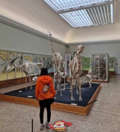 🐎 Musée de Zoologie de Lausanne