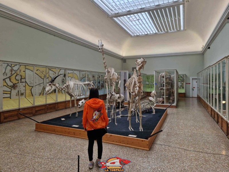La salle d'anatomie comparée avec ses grands squelettes en milieu de salle.