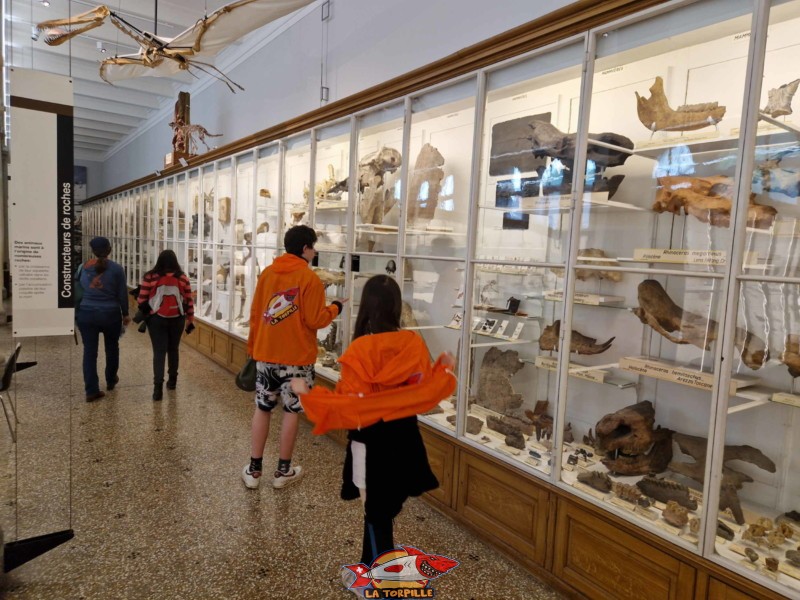 Les fossiles du musée de géologie.