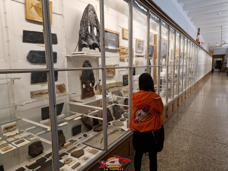 La longue galerie vitrée de près de 35 mètres exposant des fossiles.