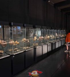 🏠🏺 Musée Cantonal d’Archéologie et d’Histoire de Lausanne