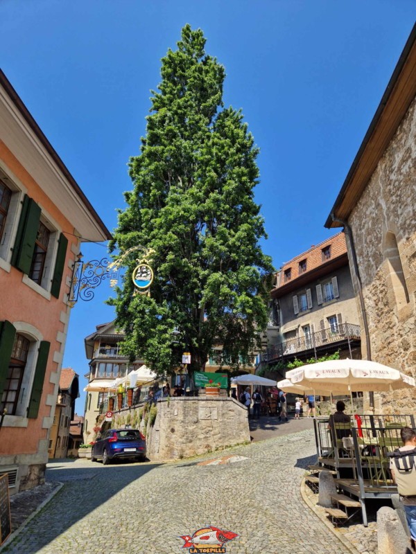 Le centre du village avec un grand arbre à la place du Peuplier.