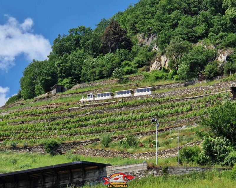 Le petit train dans le vignoble à côté du château de la Bâtiaz.