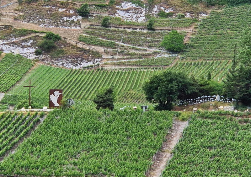 Les 3 ceps de la vigne à Farinet, la plus petite vigne du monde sur la droite de la photo, en dessous des arbres . A gauche, la croix de la vigne. Château de Saillon