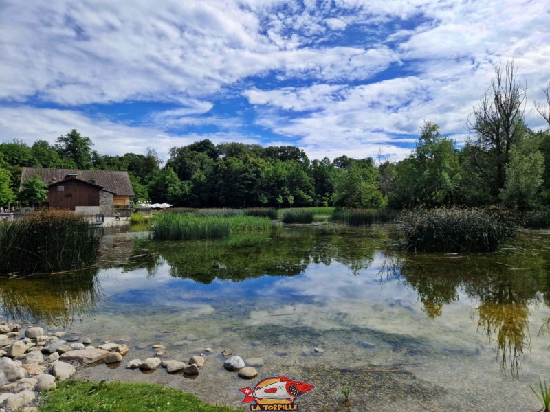 Côté nord, lac sauvabelin, lausanne