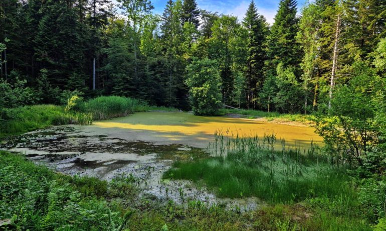 🚤 Étang du Gresaley – Mollie-Margot