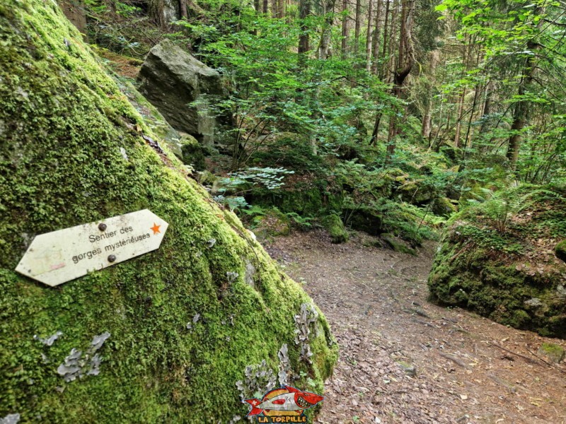 Le sentier remonte jusqu'au Trouléro dans une belle forêt.