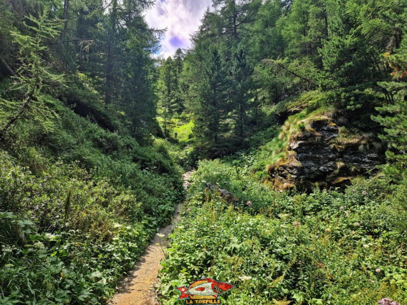 La montée à travers la forêt de mélèzes.