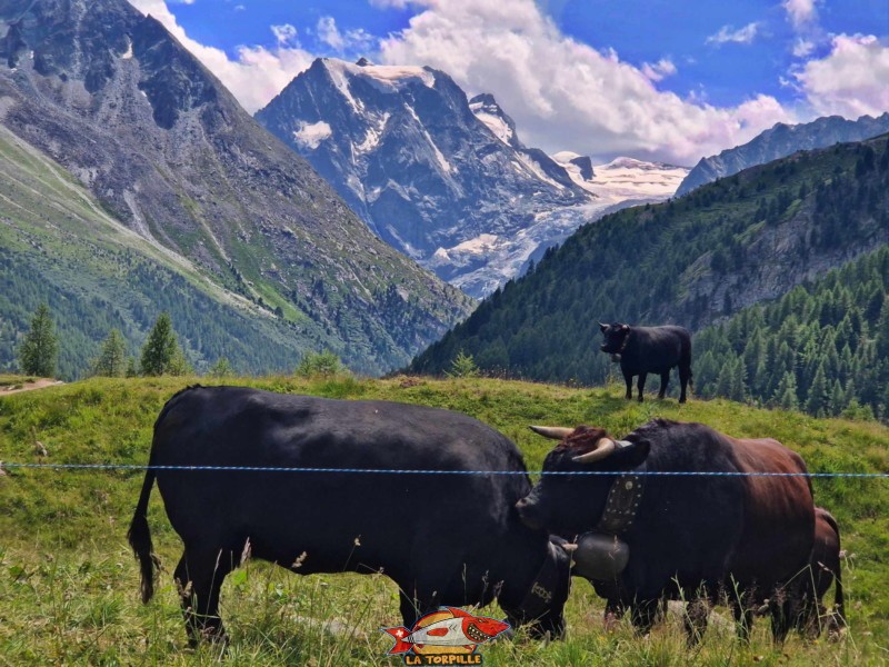 Les fameuses vaches d'Hérens avec la vue sur la partie supérieure du val d'Arolla.