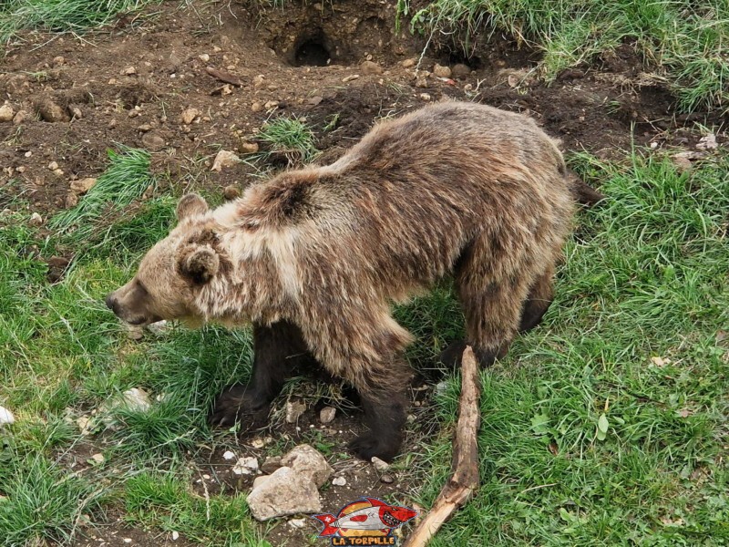 Un ours au niveau des enclos latéraux.