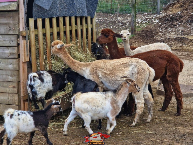 Des animaux domestiques que les petits enfants peuvent venir caresser de l'autre côté de la route principale.