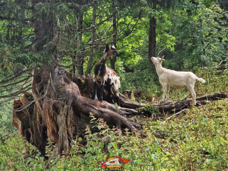 Les chèvres du lac des Chavonnes. La Forclaz, ormont-dessous