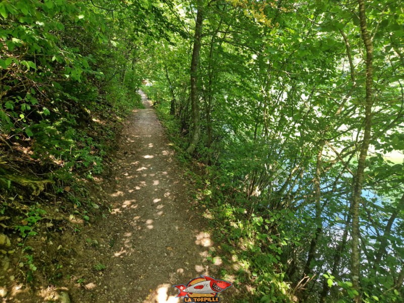 Un passage dans la forêt.