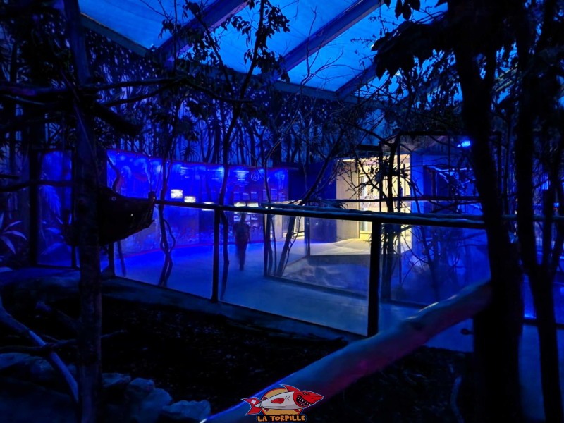 Le Nocturama en plein nuit. Seule une lumière bleue permet au visiteur de se repérer.