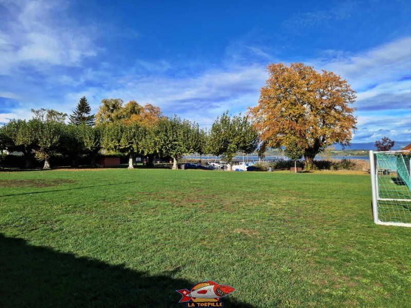 bande herbeuse, plage de faoug, canton de vaud, lac de morat