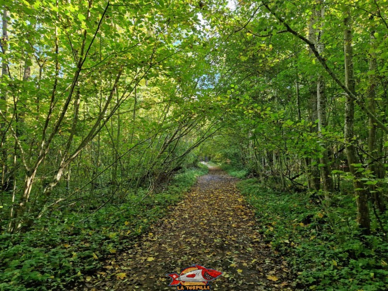 La route devient un sentier en passant dans la forêt.