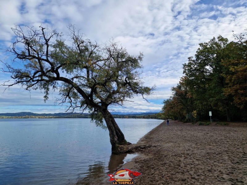 L'arbre de la plage de Salavaux penché en direction du lac de Morat.