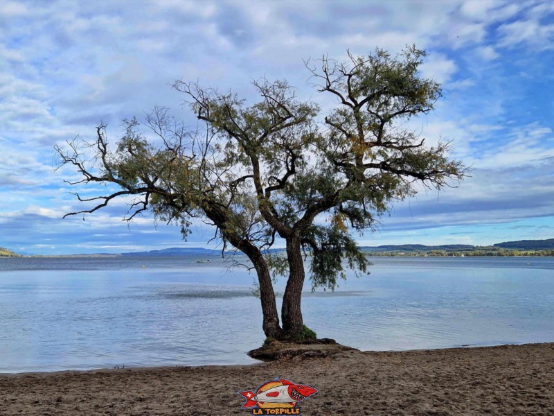 L'arbre de la plage de Salavaux.