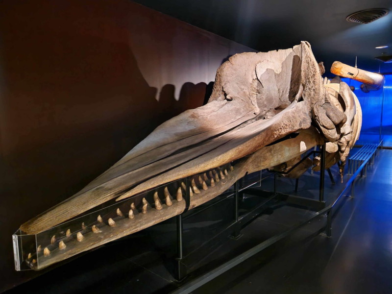 L'impressionnant squelette de cachalot. Musée d'histoire naturelle de Fribourg, MHNF.
