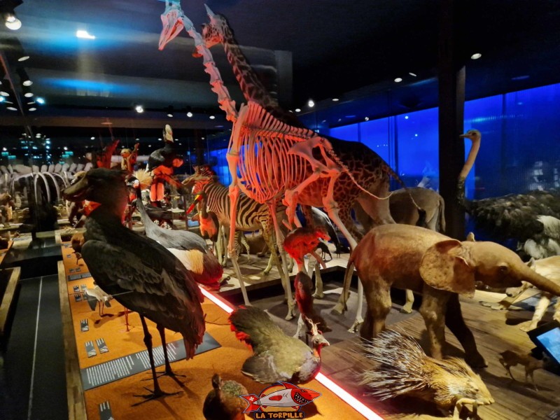 Afrique. Musée d'histoire naturelle de Fribourg, MHNF.