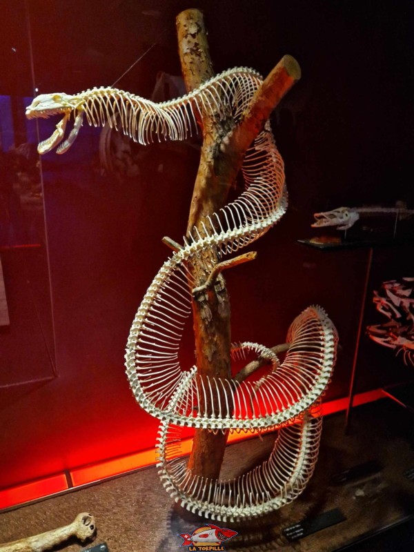 Squelettes. Musée d'histoire naturelle de Fribourg, MHNF.