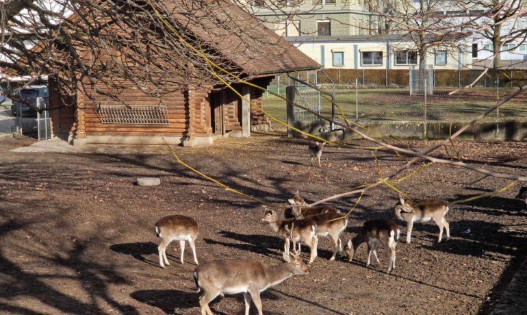 🦌 Parc aux Biches de Payerne