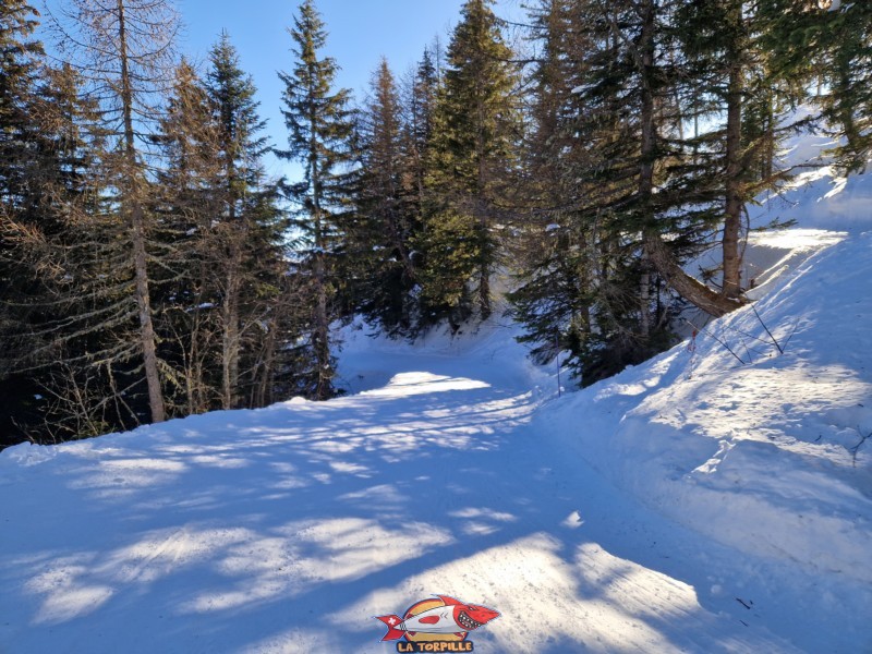Replat Forêt. Piste de luge d'hiver des Rousses, domaine skiable d'Anzère, Ayent.