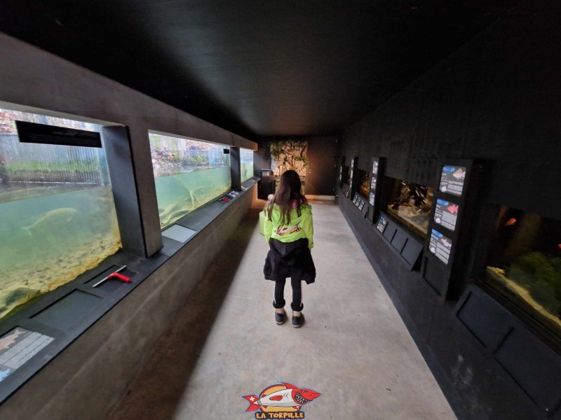 Les aquariums consacrés aux poissons de rivière.