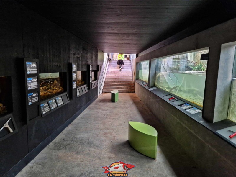 Les aquariums consacrés aux poissons de rivière.
