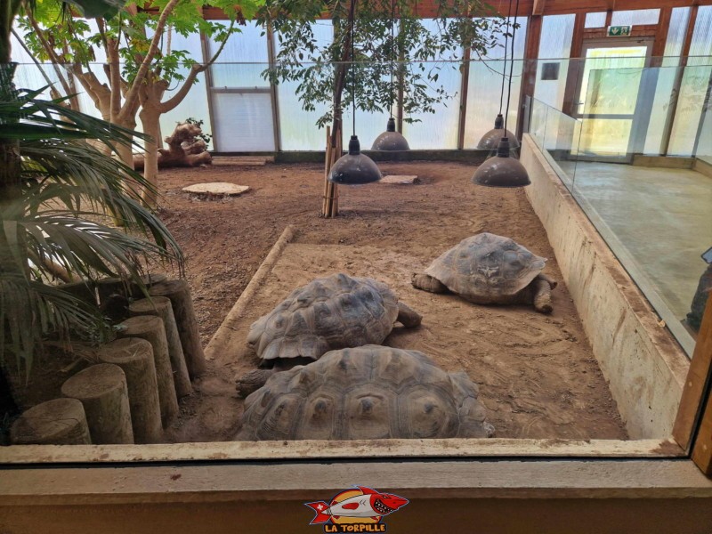 Les tortues géantes des Galapagos. Intérieur, Dôme des Espèces Menacées. Tropiquarium de Servion, région Lavaux-Oron, canton de Vaud.
