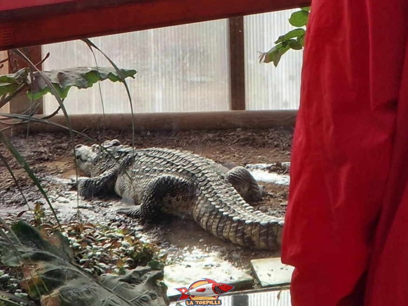 Un crocodile du Siam. Intérieur, Dôme des Espèces Menacées. Tropiquarium de Servion, région Lavaux-Oron, canton de Vaud.