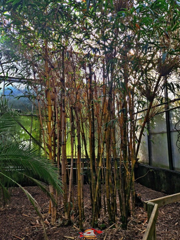 Serre Tropicale. Tropiquarium de Servion, région Lavaux-Oron, canton de Vaud.