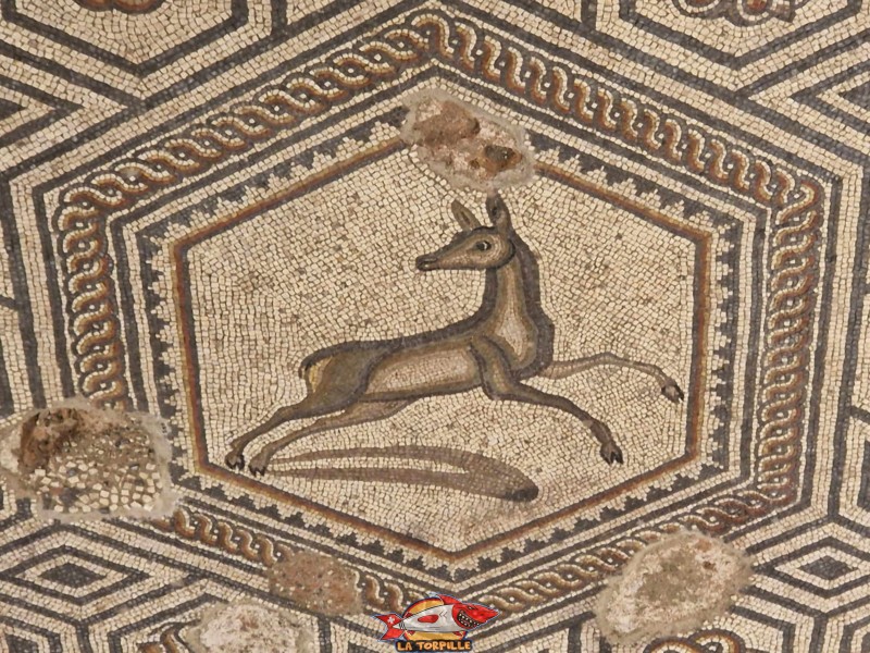 Détails. Mosaïque de la chasse. Aile Nord. Musée romain de Vallon, canton de Fribourg.