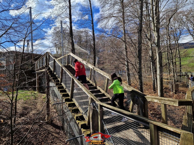 La passerelle au-dessus des enclos des sangliers et des lynx.