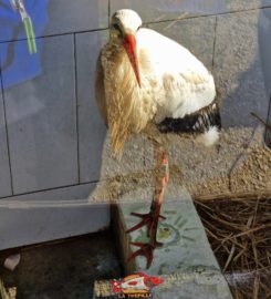 🐅 Zoo de la Garenne – Le Vaud