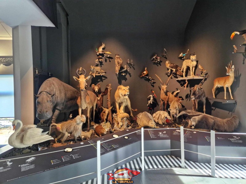 musée d'histoire naturelle, le show, animaux naturalisés. Muzoo, Bois du Petit-Château, La Chaux-de-Fonds