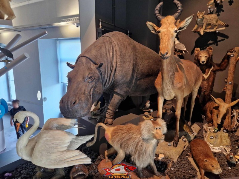 musée d'histoire naturelle, le show, animaux naturalisés. Muzoo, Bois du Petit-Château, La Chaux-de-Fonds