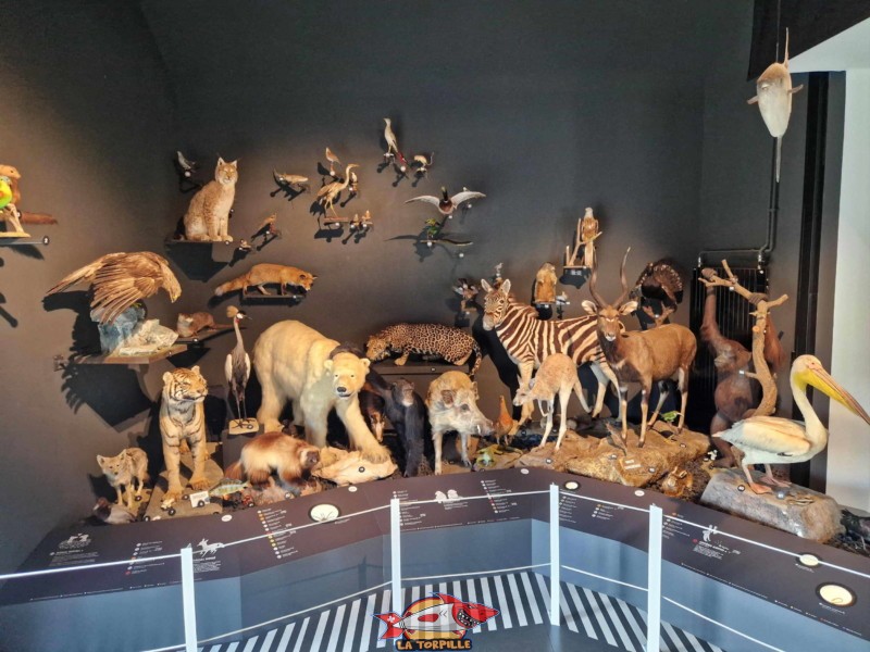 musée d'histoire naturelle, le show, animaux naturalisés. Muzoo, Bois du Petit-Château, La Chaux-de-Fonds