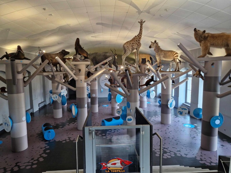 Les animaux empaillés dans le musée d'histoire naturelle. Muzoo - La Chaux-de-Fonds