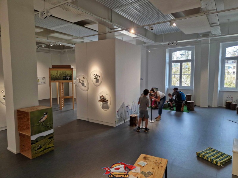 La salle des expositions temporaires. musée d'histoire naturelle. Muzoo, Bois du Petit-Château, La Chaux-de-Fonds